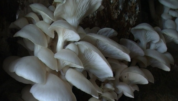 75 yoshdan oshgan keksa odamlar bilan jinsiy aloqa